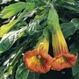 Brugmansia sanguinea 1 packet