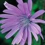 Cichorium intybus Electric Blue 1 packet