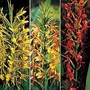 Hedychium Species Mixed 1 packet