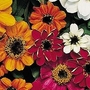 Zinnia x hybrida Profusion Mixed 1 packet