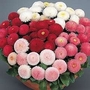 Bellis Perennis Tasso Mixed 1 packet (100 seeds)