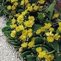 Cacti & Succulents : Opuntia humifusa - hardy Cactus 1 packet