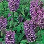 Nepeta Nervosa Blue Moon 1 packet (30 seeds)