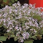 Erodium Pelargoniflorum Sweetheart 1 packet (20 seeds)