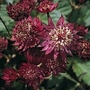 Astrantia Major-Hybrida Ruby Cloud 1 packet (22 seeds)