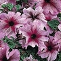 Petunia grandiflora Prism Pale Burgundy Vein F1 Hybrid 1 packet