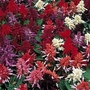 Salvia Splendens Kaleidoscope Mixed 1 packet (40 seeds)