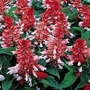 Salvia splendens Sizzler Red Stripe 1 packet