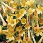 Polemonium pauciflorum Silver Leaf Form 1 packet