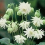 Aquilegia x hybrida Green Apples 1 packet