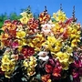 Snapdragon : Tequila Sunrise 1 packet