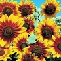 Edible Flowers : Helianthus annuus Bicentenary 1 packet