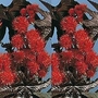 Ricinus Communis Carmencita 1 packet (6 seeds)