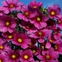 Cosmos Bipinnatus Versailles Tetra 1 packet (100 seeds)
