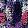 Consolida Ajacis The Seven Dwarfs 1 packet (150 seeds)