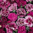 Carnation : Victoriana 1 packet