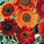 Edible Flowers : Helianthus annuus Earth Walker 1 packet