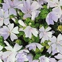 Malva Moschata 'Snow White' 1 packet (40 seeds)