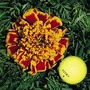 Marigold 'Colossus' 1 packet (200 seeds)