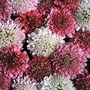 Scabiosa atropurpurea Summer Sundae 1 packet