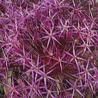 Allium christophii Star Of Persia 1 packet