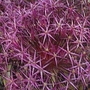 Allium christophii Star Of Persia 1 packet