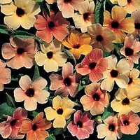 Thunbergia alata Salmon Shades 1 packet