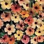 Thunbergia Alata Salmon Shades 1 packet (8 seeds)