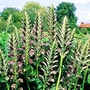 Acanthus Hungaricus 1 packet (6 seeds)