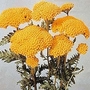 Achillea Filipendulina Cloth Of Gold 1 packet (500 seeds)