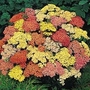 Achillea Millefolium Summer Pastels F2 1 packet (90 seeds)