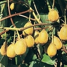 Kiwi Fruit 1 packet
