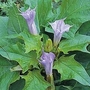 Datura Metel La Fleur Lilac 1 packet (10 seeds)