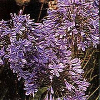 Agapanthus africanus 1 packet