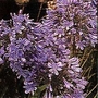 Agapanthus africanus 1 packet