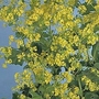 Alchemilla Mollis 1 packet (100 seeds)
