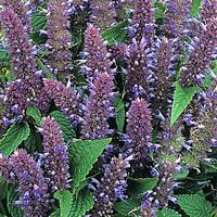 Agastache anisata 1 packet