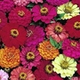 Zinnia elegans Pulcino Mixed 1 packet