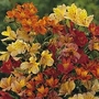 Alstroemeria Ligtu Hybrids 1 packet