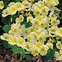 Nasturtium 'Milkmaid' 1 packet (30 seeds)
