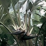 Strelitzia Nicholai 1 packet (7 seeds)