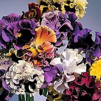 Viola X Wittrockiana Flamenco F1 Hybrid 1 packet (20 seeds)