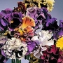 Viola X Wittrockiana Flamenco F1 Hybrid 1 packet (20 seeds)