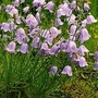Campanula Rotundifolia 1 packet (1000 seeds)