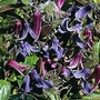 Clematis integrifolia 1 packet