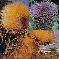 Cynara cardunculus 1 packet
