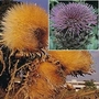 Cynara Cardunculus 1 packet (18 seeds)