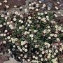 Erigeron Karvinskianus Profusion 1 packet (200 seeds)