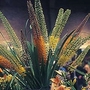 Eremurus stenophyllus Cathedral Mixed 1 packet