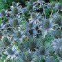 Eryngium Giganteum Miss Wilmott's Ghost 1 packet (25 seeds)